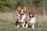 CORGI CARDIGAN 050